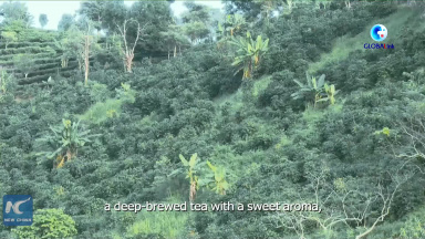 GLOBALink | Young volunteer strives to promote high-quality coffee from SW. China's Yunnan